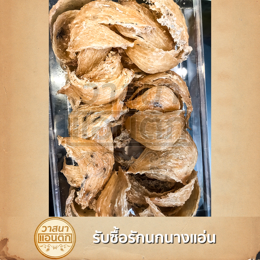 รับซื้อรักนกนางแอ่น
